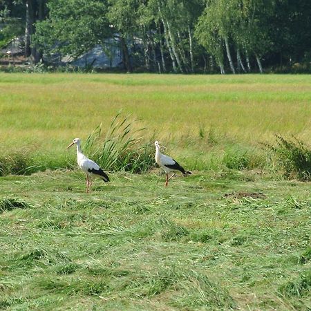 Haus Waldfrieden Leilighet Bad Saarow Eksteriør bilde